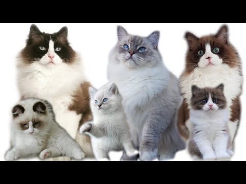 3 Ragdolls Growing Up From Kitten To Cat