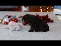 Yorkiepoo dogs for sale: Alton - Video 1