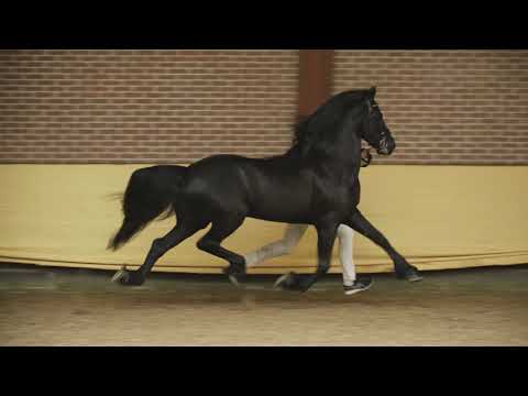 Tjebbe 500 Sport AAA