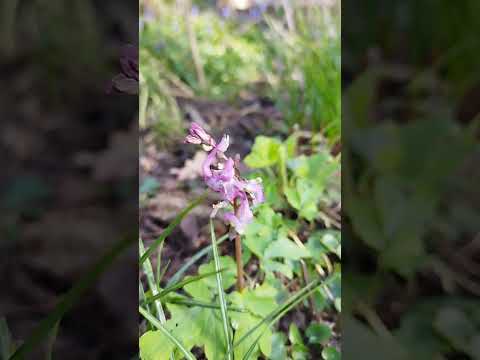 Hohler Lerchensporn (Corydalis cava) #shorts #naturgarten #biodiversität  #garten #biodiversity