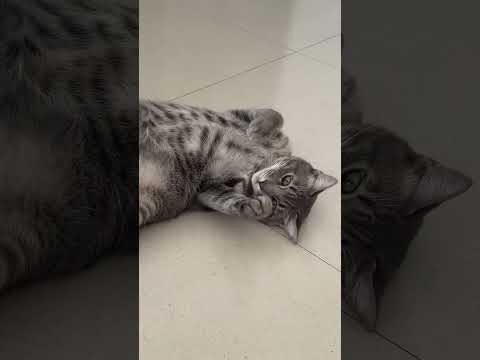 Did nothing only eat and sleep but still tired #cat #catmen #catperson #pets #funny #cute #kitty