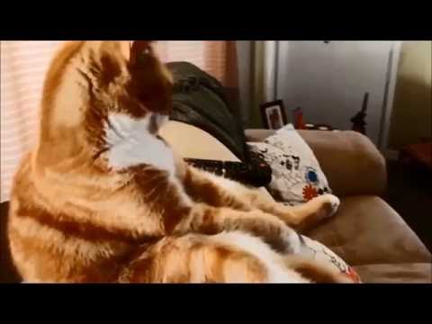 Funny fat cat watching music video of Christina Aguilera