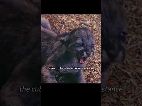 Dog dad fights brown bear for four leopard cubs!#animals
