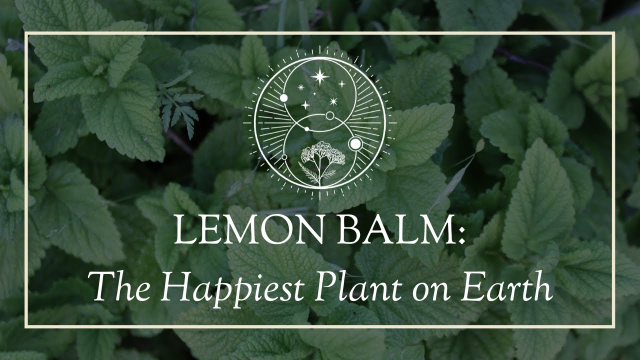 Lemon Balm: The Happiest Plant on Earth - YouTube
