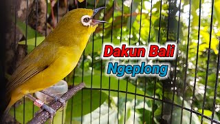 Download lagu Pleci Dakun Bali Sound NGALAS Ngeplong mp3 Download lagu Pleci Dakun Bali Sound NGALAS Ngeplong mp3