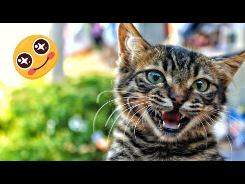 Kittens Meowing Will Make Your Day 🤗 -- 🐱 Funny Cat Compilation 2023, Part 1