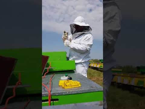 Verificarea stupilor