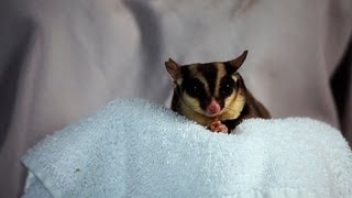 Drawbacks of Having a Pet Sugar Glider | Sugar Gliders
