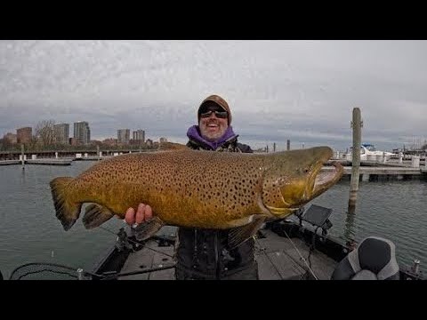 Monster Brown Trout 20+ lbs