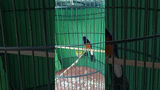 Download lagu murai batu nembak love bird@semuaorangyoutube mp3