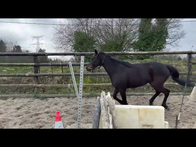 Jument AQPS 8 ans / JOUVENCIA