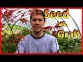 Grow from Seed  -VS-  Grafting Japanese Maple Trees
