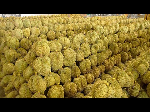King of Fruits! Durian Cutting Skills That Smell Bad - Laos Street Food