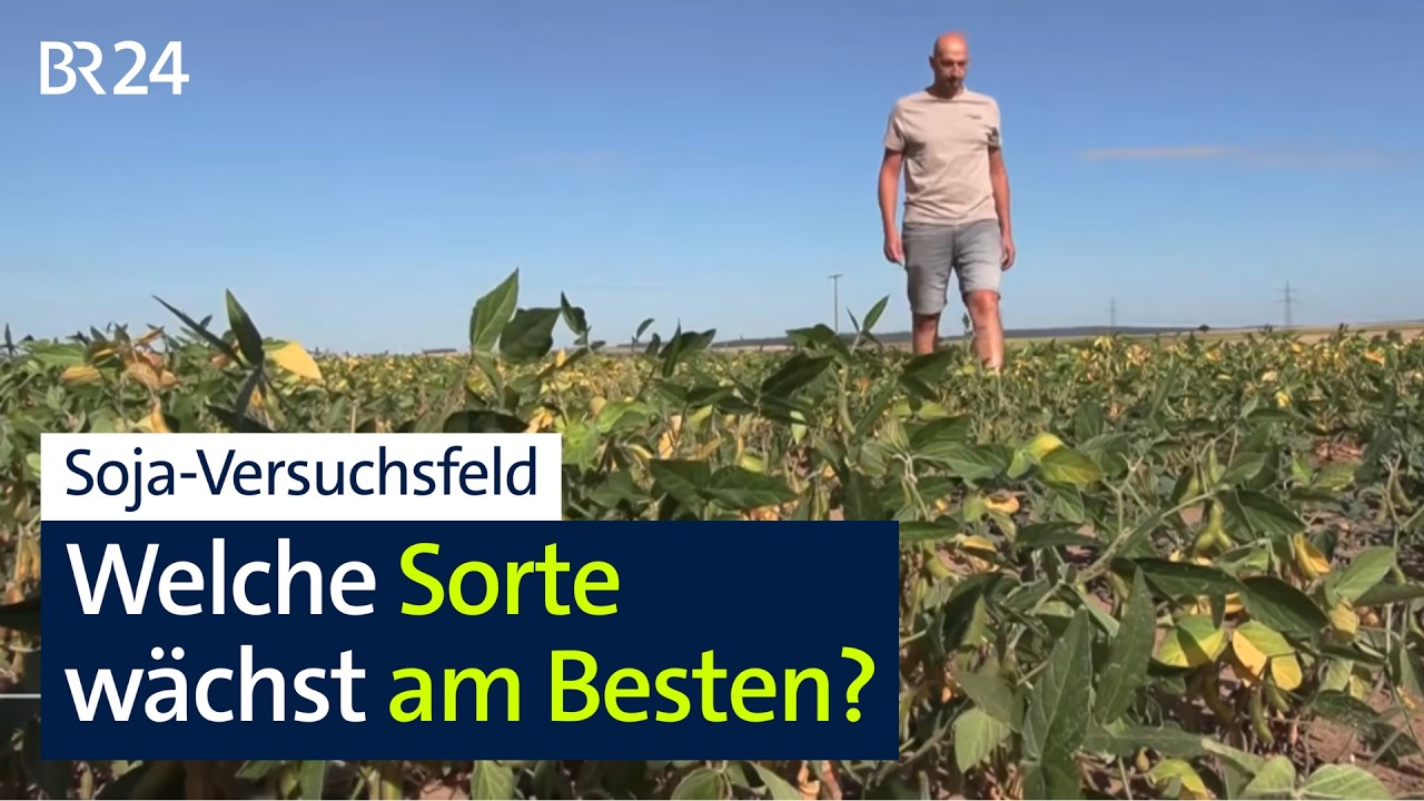 Sojabohnen-Anbau in Unterfranken: Versuchsfeld hilft die richtige Sorte zu finden | BR24