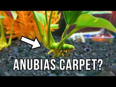 I Tried to Make an “Anubias Carpet” — Did It Work?