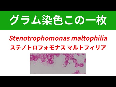 看護学科 今日のグラム染色この一枚 Stenotrophomonas maltophiliaによる菌血症
