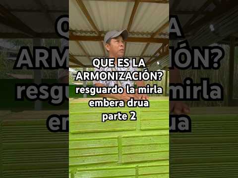 LA ARMONIZACIÓN - Cristian del Resguardo la Mirla - Embera Drua - Támesis, Antioquia 🇨🇴 Colombia