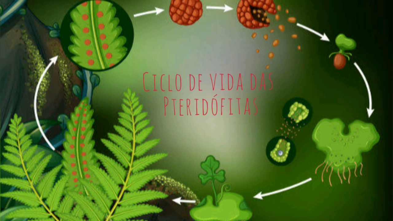 CICLO DE VIDA DAS PTERIDÓFITAS - Plantas Vasculares sem Semente
