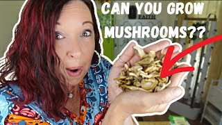BACK TO ROOTS MUSHROOM KIT - ARE THEY WORTH GROWING??