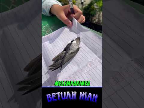 burungnya tidak berbahaya tapi heboh banget kayak ada ular