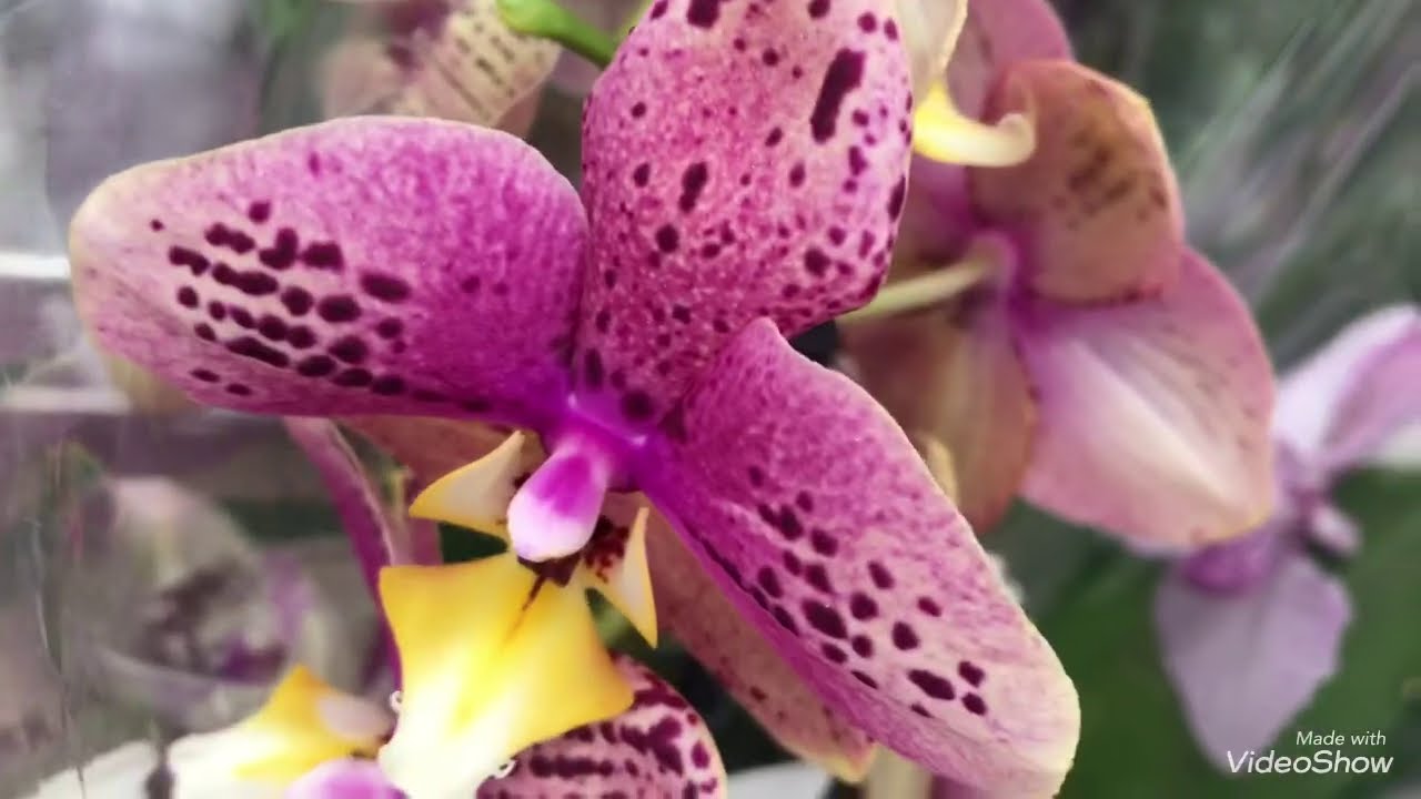 Где Купить Орхидею В Омске