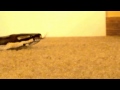 Ball Python Slithering Around The Room