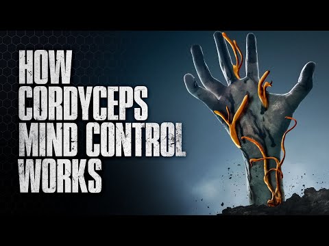 Could the Cordyceps Fungus Really Take Over?