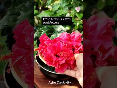 🌎World's Best Natural Shampoo For Hair Growth | Diy Hibiscus Shampoo at home #shorts #shampoo #yt