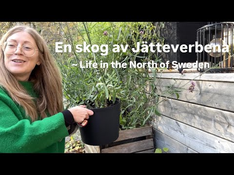 En skog av Jätteverbena ~ Life in the North of Sweden 