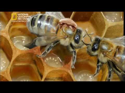, title : 'فلم وثائقي عن عالم النحل -الوثائقيه تيوب'