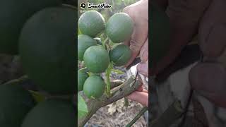 Download lagu Cara okulasi tanaman jeruk mp3 Download lagu Cara okulasi tanaman jeruk mp3