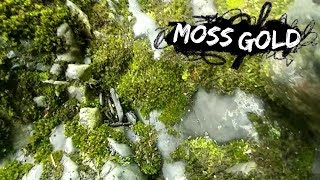 How Much GOLD is in Moss?