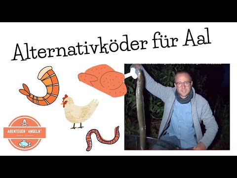 Alternativköder für Aal | Angeln mit Leber und Garnelen aus dem Supermarkt