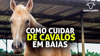 EURICAMPO | Os cuidados que você deve ter para ter Cavalos em Baias | Rancho Carvalho