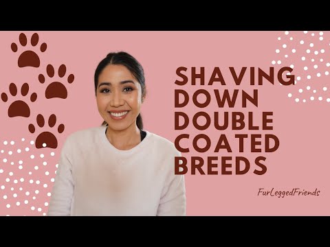 2 major risks of shaving your double coated dog