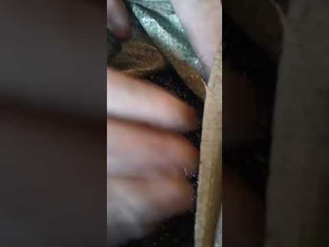 Powder potassium humate, for plant growth promoter, bag