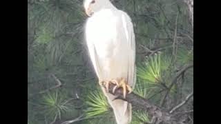 Ino Red-Tailed Hawk in Cobb County, GA by Kristi Eison