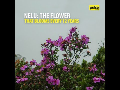 Nelu: The flower that blooms every 12 years