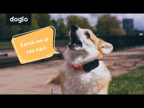 Doglo: GPS-GSM dog tracker
