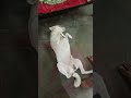 Enna Vittutu Kovil Ka Poringa Nanum Varen Velila Viralshort Funny Dogfunnyvideos