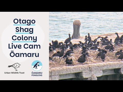 Otago Shag Sumpter Wharf thumbnail