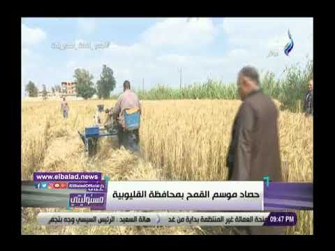 أحمد موسى إنتاج فدان القمح حاليا 4 أضعاف ما كان عليه