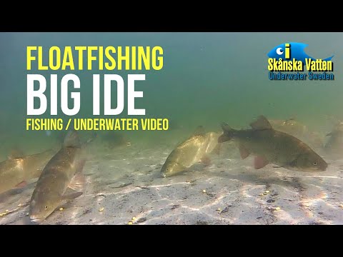 Flådfiskeri efter rimter