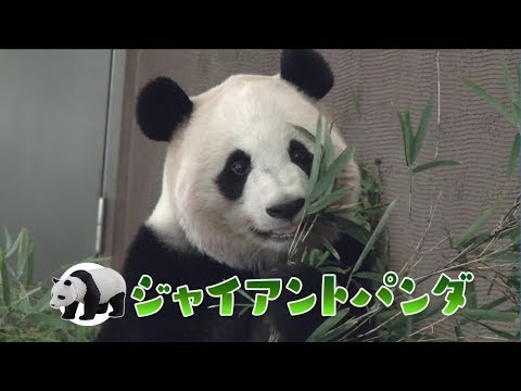 アニア どうぶつくらべっこクイズ！おもさくらべ編 アドベンチャーワールド【タカラトミーキッズ】 親子で楽しくあんしん | ファミリー | おはなし | 公式 | タカラトミー公式