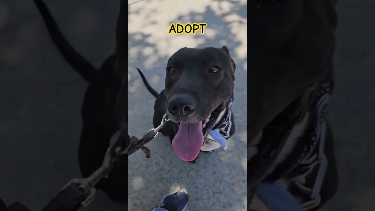Enlarge Benz , a Adoptable mixed breed in San Diego, CA video 4/4