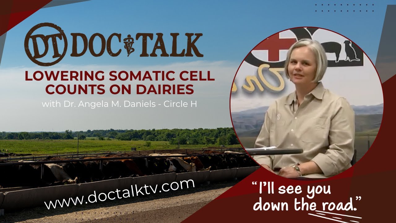 DocTalk Ep 90 - Lowering Somatic Cell Counts on Dairies