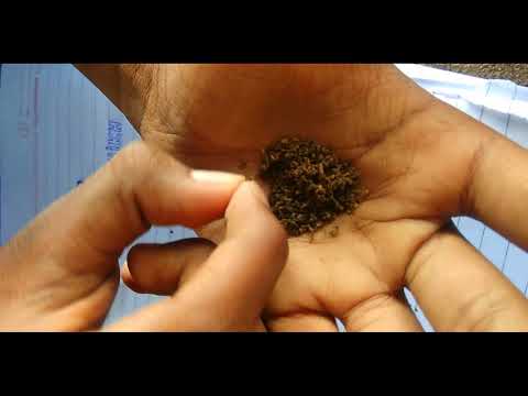 download lagu mp3 mp4 Raja Khaini, download lagu Raja Khaini gratis, unduh video klip Raja Khaini