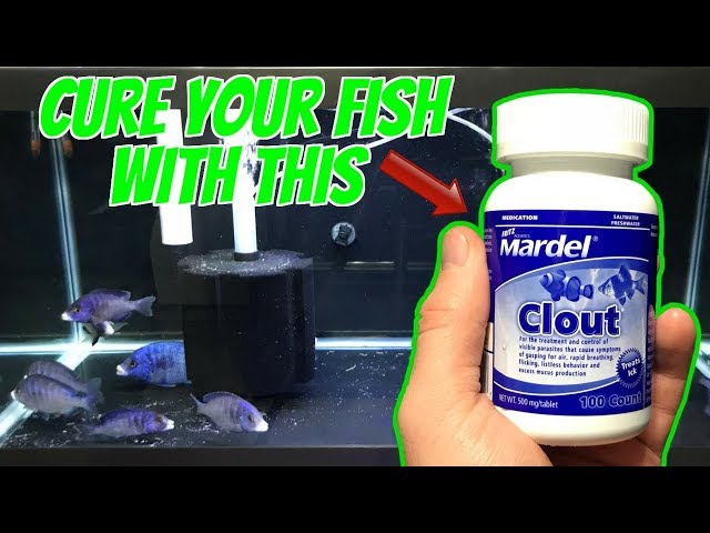 HOW TO Use Mardel CLOUT To Treat Sick African Cichlid Aquarium Fish