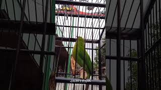Download lagu cucak ijo isian tengkek udang mp3