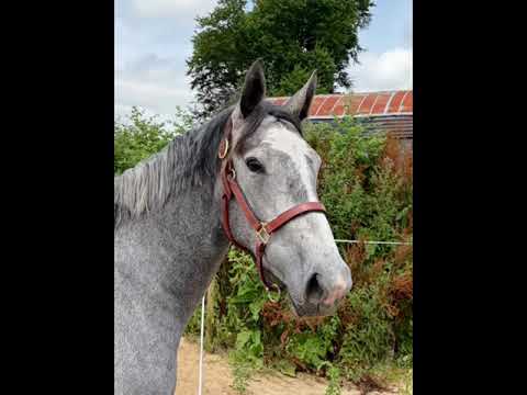 Cracking little 3 yr old ISH filly - Image 2